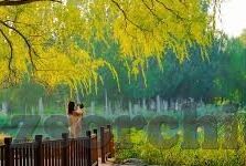 成人性视频4免费-成人性视频4免费，网络时代的灰色地带与法律边界